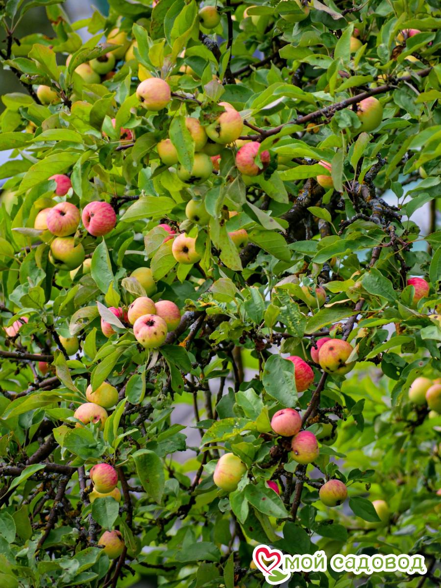 Яблоня Грушовка Московская, раннелетний сорт