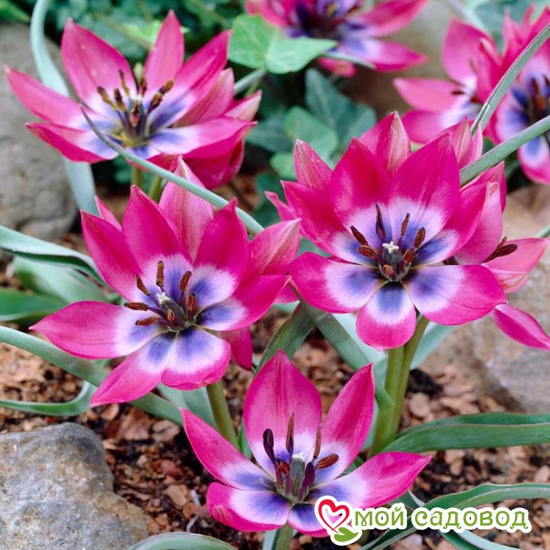 Тюльпан Литл Бьюти