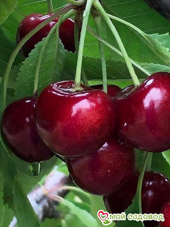 Вишня Бессея