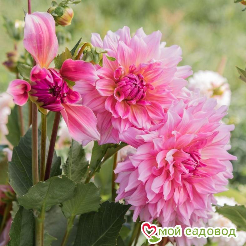 Георгина ОТТО ТРИЛЬ