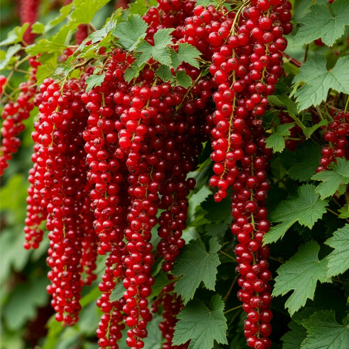 Плодовые кустарники